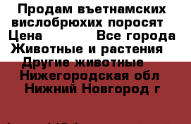 Продам въетнамских вислобрюхих поросят › Цена ­ 2 500 - Все города Животные и растения » Другие животные   . Нижегородская обл.,Нижний Новгород г.